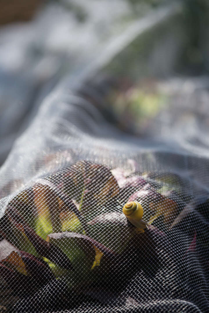 GÄRTNERGLÜCK Insektennetz